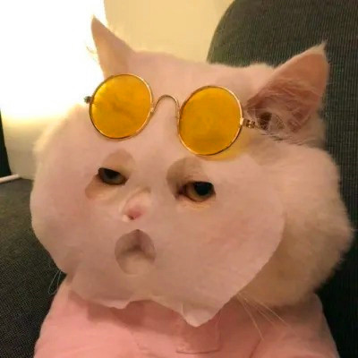 头像2023最火可爱动物(34张)