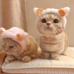 头像2023最火可爱动物(34张)