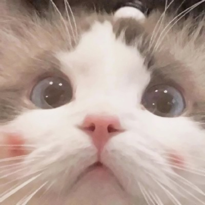 头像2023最火可爱动物(34张)