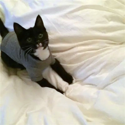 头像2023最火可爱动物(34张)