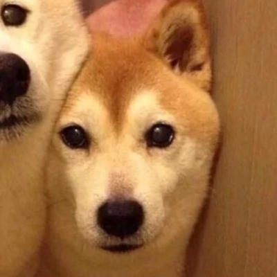 头像2023最火可爱动物(34张)