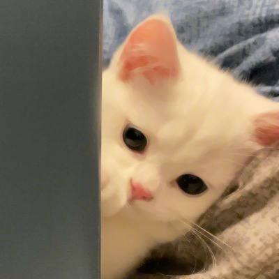 头像2023最火可爱动物(34张)