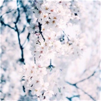 40岁女人头像有气质风景(51张)