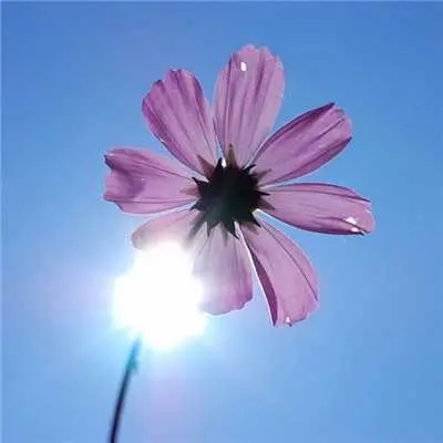 40岁女人头像有气质风景(51张)