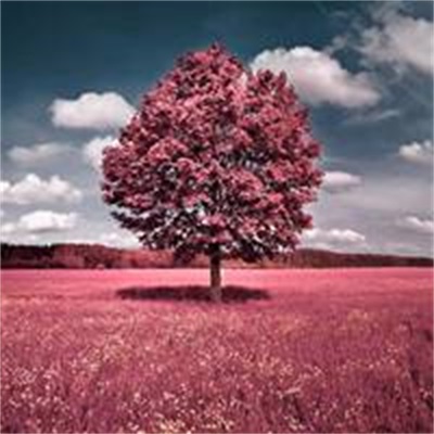 40岁女人头像有气质风景(51张)