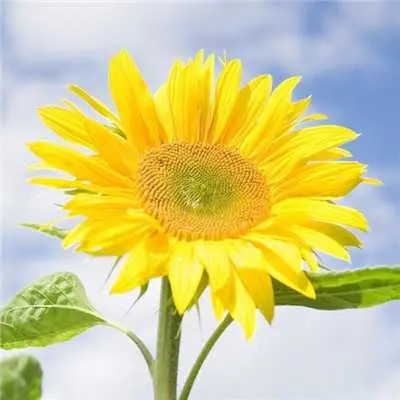 40岁女人头像有气质风景(51张)