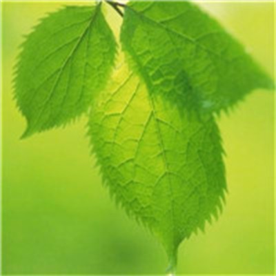 40岁女人头像有气质风景(51张)