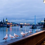 40岁女人头像有气质风景(51张)