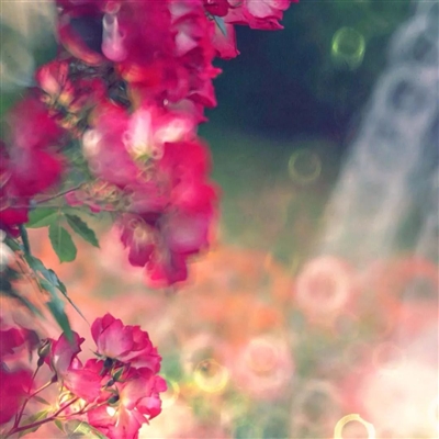 40岁女人头像有气质风景(51张)