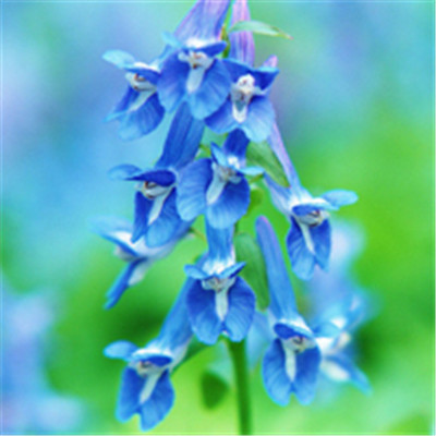 2023最带财运的微信头像(精选47张)