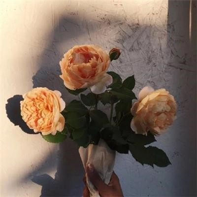 女人旺财又健康的头像2023年(精选34张)