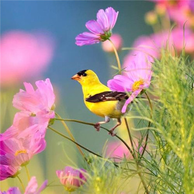 女人旺财又健康的头像2023年(精选34张)