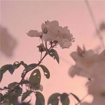 给女人带来好运的头像2023(34张)