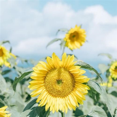 高端有品位的微信头像(26张)