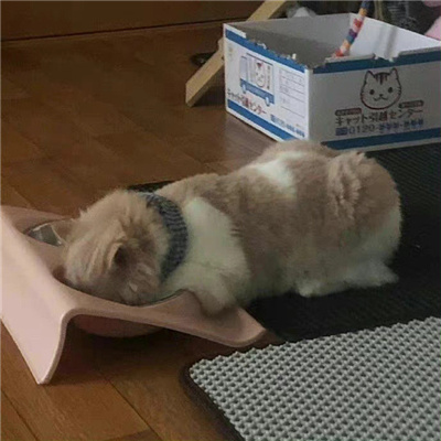 摆烂头像图片2023最火爆女生