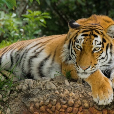 老虎头像2023最火爆微信霸气