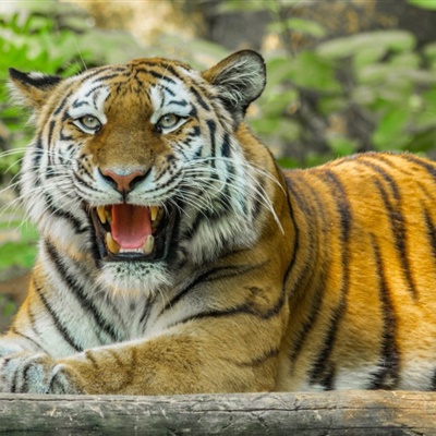 老虎头像2023最火爆微信霸气