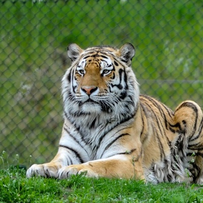 老虎头像2023最火爆微信霸气