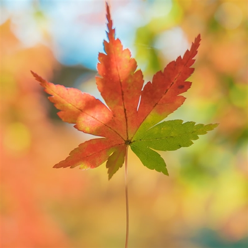 头像2023最火好看微信图片