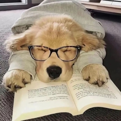 2023最火狗狗头像卡通(精选25张)