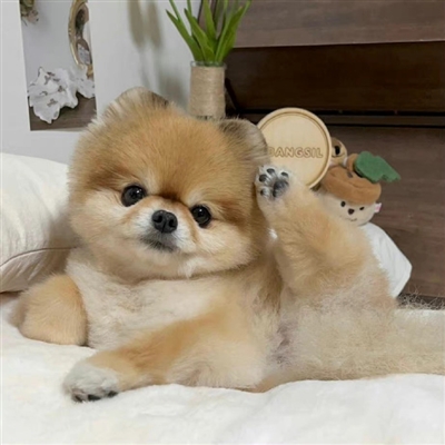 2023最火狗狗头像卡通(精选25张)