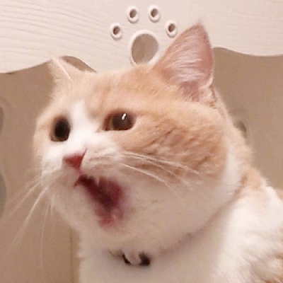 2023最火狗狗头像卡通(精选25张)