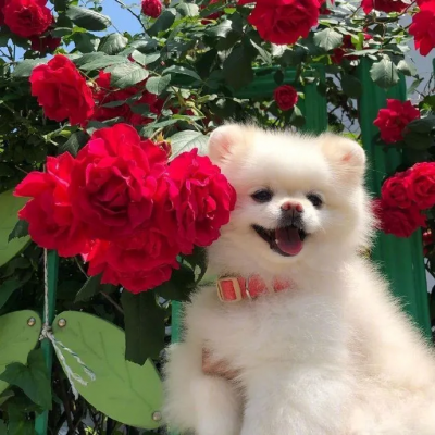 2023最火狗狗头像卡通(精选25张)