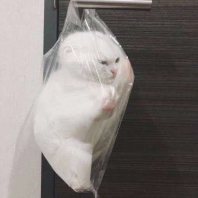 2023最火狗狗头像卡通(精选25张)