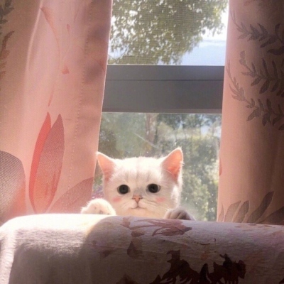 2023最火狗狗头像卡通(精选25张)