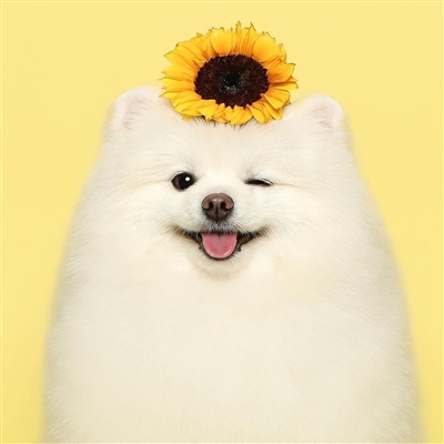 2023最火狗狗头像卡通(精选25张)