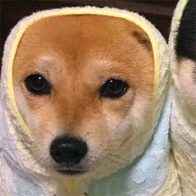 2023最火情侣头像傻雕(精选24张)