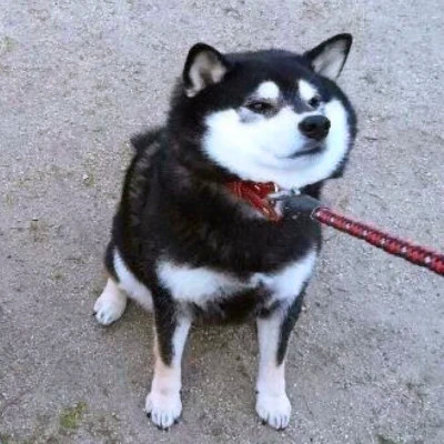 2023最火情侣头像傻雕(精选24张)