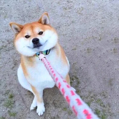 2023最火情侣头像傻雕(精选24张)