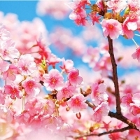 2023年最火梅花头像(精选21张)