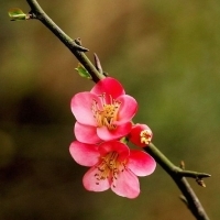 2023年最火梅花头像(精选21张)