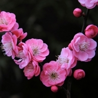 2023年最火梅花头像(精选21张)