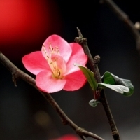 2023年最火梅花头像(精选21张)