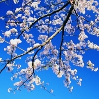 2023年最火梅花头像(精选21张)