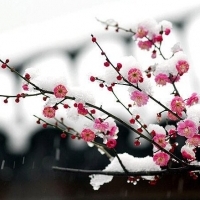 2023年最火梅花头像(精选21张)