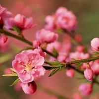 2023年最火梅花头像(精选21张)