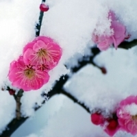 2023年最火梅花头像(精选21张)