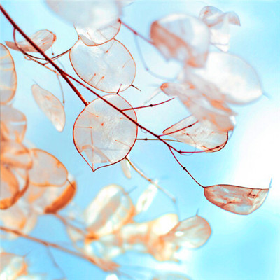 2023最火微信风景头像(精选24张)