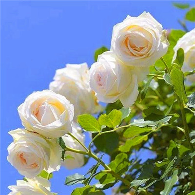 2023最流行微信头像(精选24张)