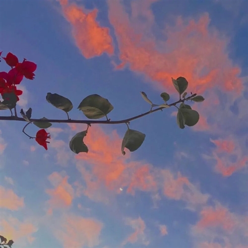 2023最火头像景物图片