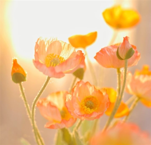 2023最火头像景物图片