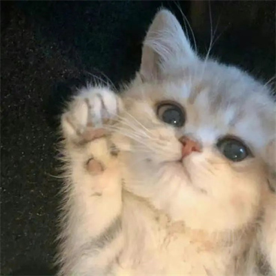 头像2023最火好看宠物(精选26张)