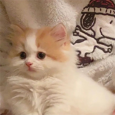 头像2023最火好看宠物(精选26张)