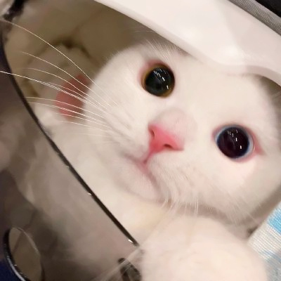 头像2023最火好看宠物(精选26张)