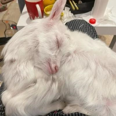 头像2023最火好看宠物(精选26张)