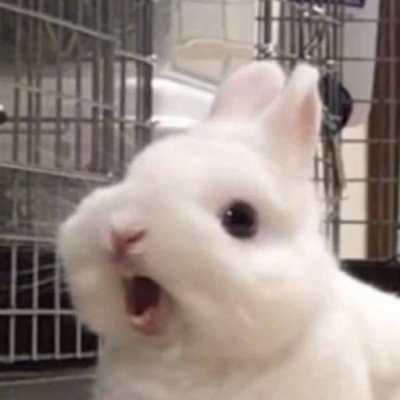 头像2023最火好看宠物(精选26张)